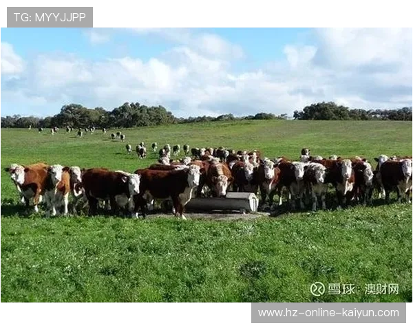 UFC引起澳大利亚当地民众不满 暴力性质引发社会讨论 UFC引起澳大利亚当地民众不满 暴力性质引发社会讨论